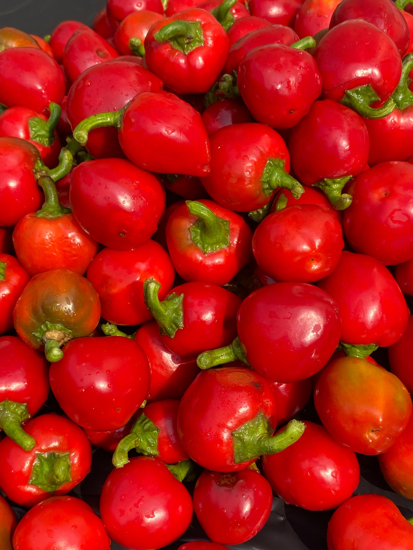 Shotgun Ruby’s Rebel Red Hot Sauce